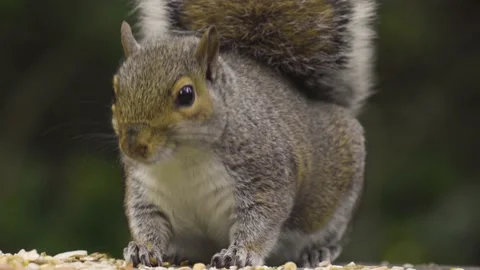 Squirrel Stock-Footage 136058335