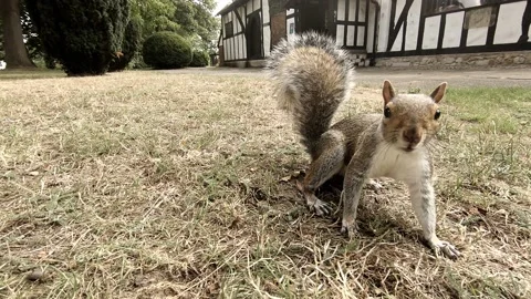 Squirrel Stock Footage 137950895