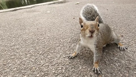 SQUIRREL Stock Footage 137956553