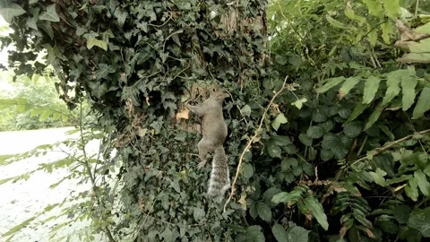 Squirrel Stock Footage 138328346