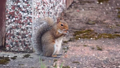 Squirrel Stock Footage 140054297