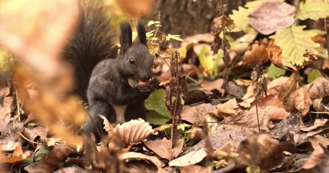 Squirrel Stock Footage