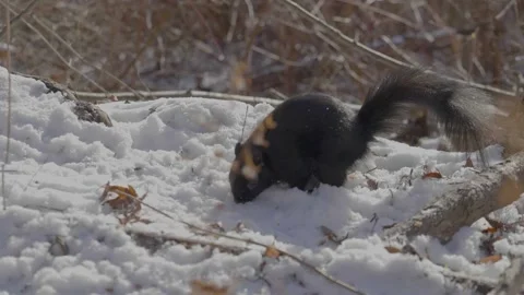 Squirrel 库存影片 146920117