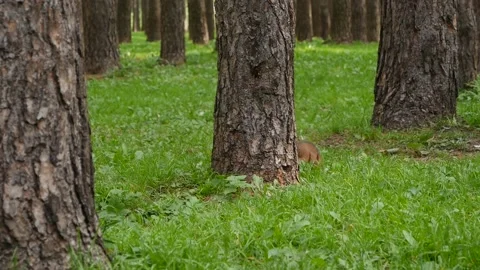 Squirrel Stock Footage 148466606