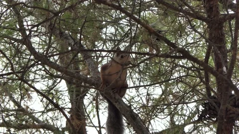Squirrel Video stock 183668265