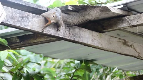 Squirrel Video stock 197583864