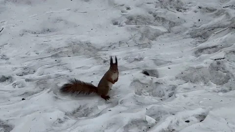 Squirrel Stock Footage 220473901