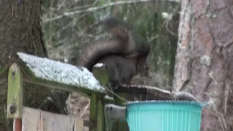 Squirrel Stock Footage 221712622