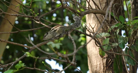 Squirrel. Video stock 237848510