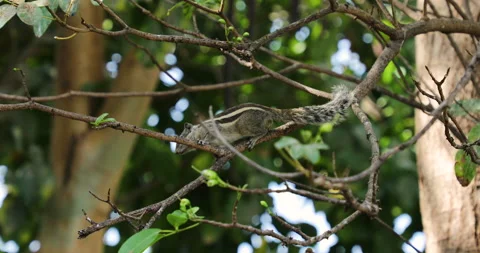 Squirrel. Stock Footage 237848577