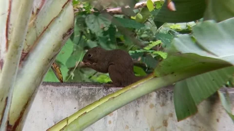 A squirrel Stock Footage 240300888