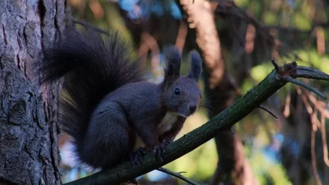 Squirrel Stock Footage 255363223
