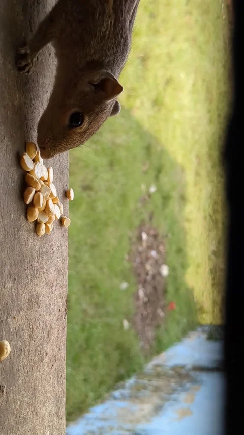 Squirrel Stock Footage 273548575