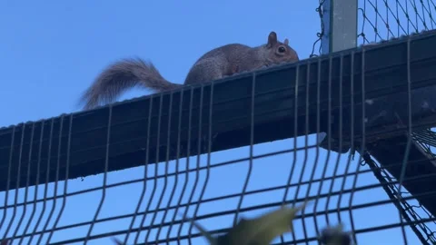 Squirrel Stock Footage 276861744