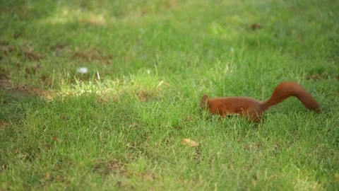 Squirrel Stock Footage 289664593