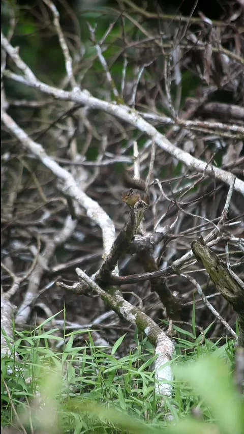 Squirrel Stock Footage 292344101