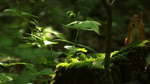 Squirrel 스톡 동영상 312477047