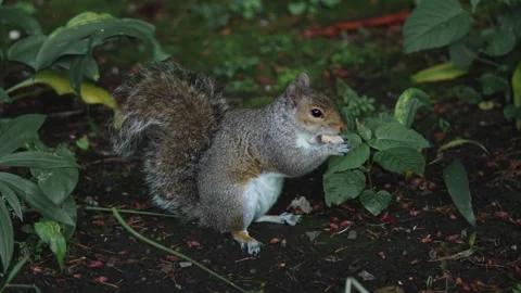 Squirrel Stock Footage 313010220