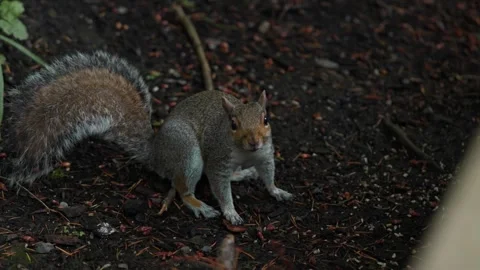Squirrel Stock Footage 313011360