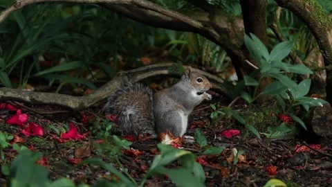 Squirrel Video stock 313011366