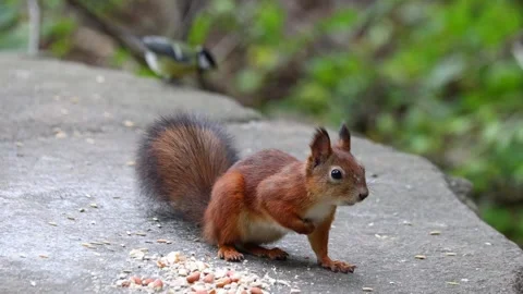 Squirrel Stock Footage 318368508