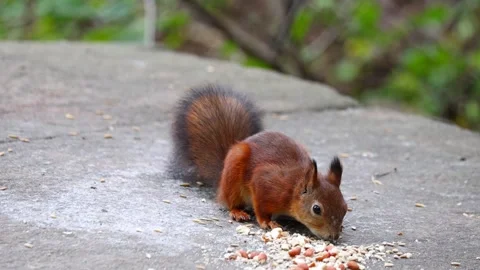 Squirrel Stock Footage 318381970