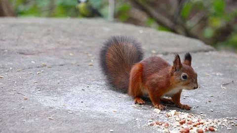 Squirrel Stock Footage 318381972