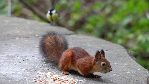 Squirrel Stock Footage 318386524