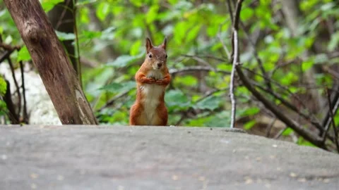 Squirrel Stock Footage 318386670