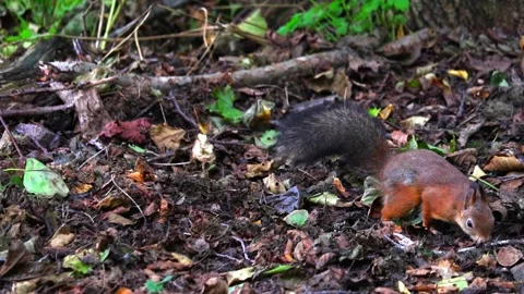 Squirrel Stock Footage 318411816