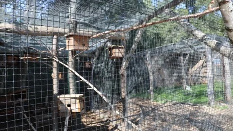 Squirrel 스톡 동영상 324966331