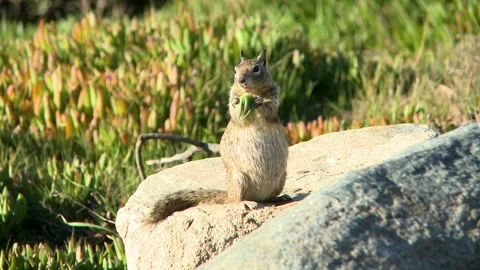 Squirrel Stock Footage 327573989