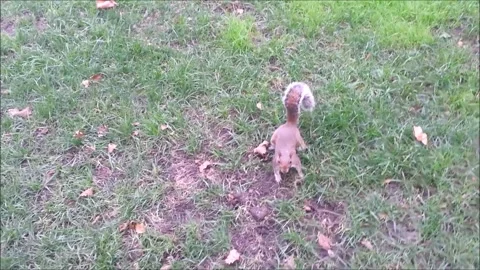 Squirrel Footage Video stock 264677890