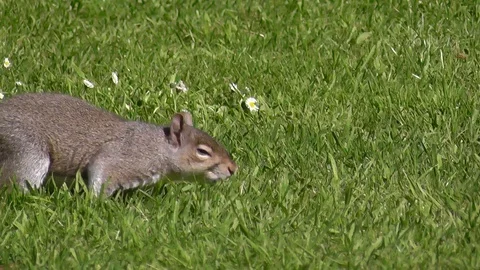Squirrel Forage Video stock 99065570
