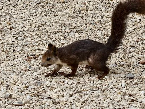 Squirrel forages alertly, red squirrel sniffs for food, quick red squirrel .. Фото