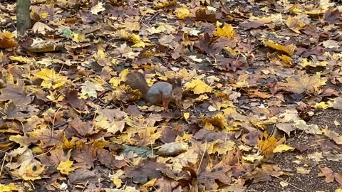 Squirrel foraging among fallen autumn leaves in a forest setting Stock Footage 318977655