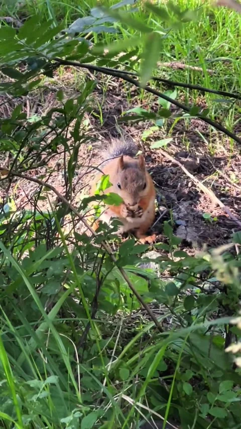 Squirrel Foraging and Eating in Forest Wildlife Stock Footage 317628418
