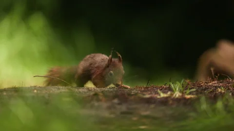 Squirrel Foraging and Exploring on Forest Floor in Natural Daylight Close Up Stock Footage 337963690