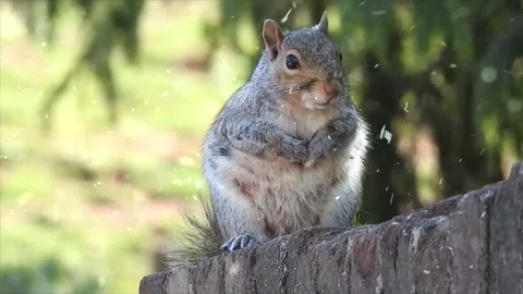 Squirrel Foraging in Autumn as First Snow Begins to Fall Stock-Footage 330280008