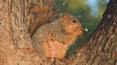 Squirrel Foraging in Autumn as First Snow Begins to Fall Stock Footage 330281037