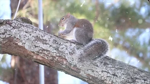 Squirrel Foraging in Autumn as First Snow Begins to Fall Stock Footage 330281320