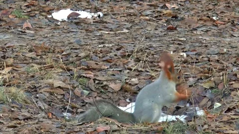 Squirrel Foraging in Autumn as First Snow Begins to Fall Stock-Footage 330281429