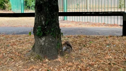 Squirrel foraging at base of tree beside metal fence and footpath in Hampshire Stock Footage 343898479