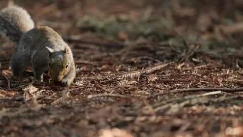 Squirrel Foraging for Food on the Forest Floor in a Giant Redwood Grove Vídeos de archivo 331108312