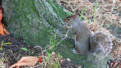 Squirrel foraging for food near tree trunk in autumn foliage setting Stock Footage 331589836