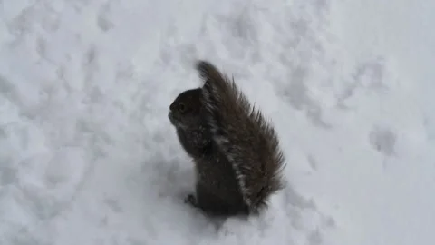 Squirrel foraging for food in the snow Video stock 236030622