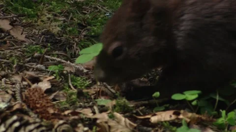 Squirrel foraging on forest floor Stock Footage 322216432