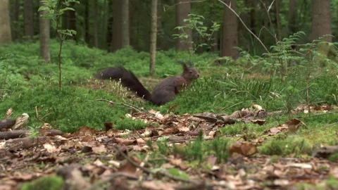 Squirrel foraging on forest floor in slow motion Stock Footage 324796840