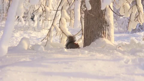 Squirrel Foraging In Fresh Snow Beneath Frost Covered Branches Stock Footage 338259595