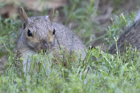 Squirrel foraging in the grass Stock Photos